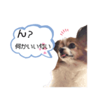 パピヨン犬スタンプ（個別スタンプ：1）
