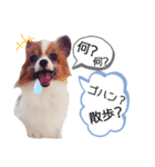 パピヨン犬スタンプ（個別スタンプ：2）
