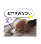 パピヨン犬スタンプ（個別スタンプ：3）