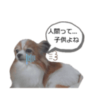 パピヨン犬スタンプ（個別スタンプ：4）