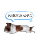 パピヨン犬スタンプ（個別スタンプ：5）
