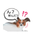 パピヨン犬スタンプ（個別スタンプ：6）