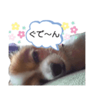 パピヨン犬スタンプ（個別スタンプ：7）