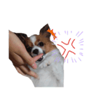 パピヨン犬スタンプ（個別スタンプ：8）