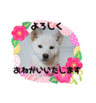 おかんの愛が重すぎる白い犬のスタンプ（個別スタンプ：5）