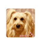 可愛いDogスタンプ（個別スタンプ：2）