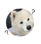 可愛いDogスタンプ（個別スタンプ：6）