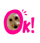 可愛いDogスタンプ（個別スタンプ：8）