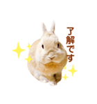 うさぎのよもぎ。日常会話（個別スタンプ：1）