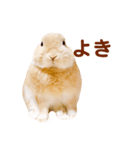 うさぎのよもぎ。日常会話（個別スタンプ：2）