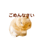 うさぎのよもぎ。日常会話（個別スタンプ：3）