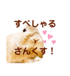 うさぎのよもぎ。日常会話（個別スタンプ：4）
