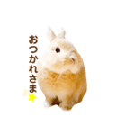 うさぎのよもぎ。日常会話（個別スタンプ：6）