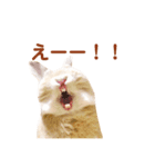 うさぎのよもぎ。日常会話（個別スタンプ：8）