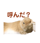 うさぎのよもぎ。日常会話part2（個別スタンプ：1）