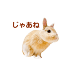 うさぎのよもぎ。日常会話part2（個別スタンプ：3）