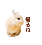 うさぎのよもぎ。日常会話part2（個別スタンプ：4）