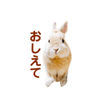 うさぎのよもぎ。日常会話part2（個別スタンプ：6）