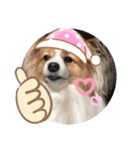 犬スタンプver.2（個別スタンプ：1）