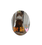 犬スタンプver.2（個別スタンプ：2）