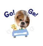 犬スタンプver.2（個別スタンプ：3）