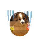 犬スタンプver.2（個別スタンプ：4）