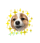 犬スタンプver.2（個別スタンプ：6）
