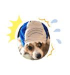 犬スタンプver.2（個別スタンプ：7）