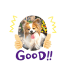 犬スタンプver.2（個別スタンプ：9）