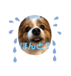 犬スタンプver.2（個別スタンプ：10）