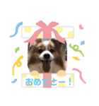 犬スタンプver.2（個別スタンプ：13）