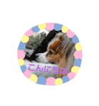 犬スタンプver.2（個別スタンプ：14）