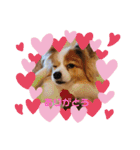 犬スタンプver.2（個別スタンプ：15）