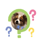 犬スタンプver.2（個別スタンプ：16）