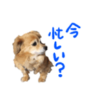 北海道弁☆チワックス（個別スタンプ：2）