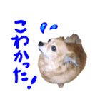 北海道弁☆チワックス（個別スタンプ：8）