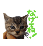 北海道弁☆チワックス（個別スタンプ：10）
