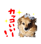 北海道弁☆チワックス（個別スタンプ：11）