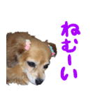 北海道弁☆チワックス（個別スタンプ：13）