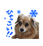 北海道弁☆チワックス（個別スタンプ：16）