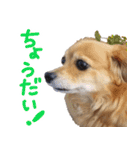 北海道弁☆チワックス（個別スタンプ：20）