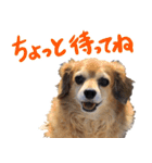 北海道弁☆チワックス（個別スタンプ：22）