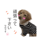 ブルはなスタンプ（個別スタンプ：16）