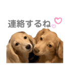 ブルはなスタンプ（個別スタンプ：21）