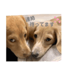 ブルはなスタンプ（個別スタンプ：23）