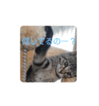 3びきの仔猫（個別スタンプ：32）