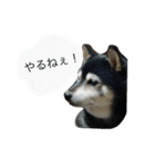 内弁慶ナナ様（個別スタンプ：6）
