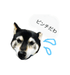 内弁慶ナナ様（個別スタンプ：9）