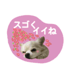 I love tommy 2（個別スタンプ：4）
