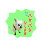 I love tommy 2（個別スタンプ：17）